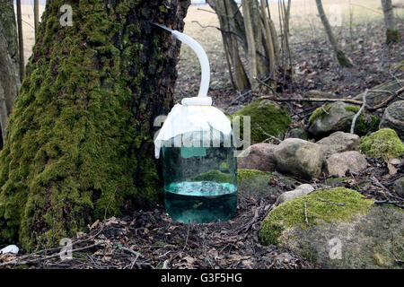 Grande giara di birch sap vicino a moss crescere le pietre e gli alberi nelle foreste Foto Stock