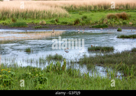 Nero tailed Godwit, Limosa limosa, Leighton Moss RSPB riserva, Lancashire, Inghilterra, Regno Unito Foto Stock