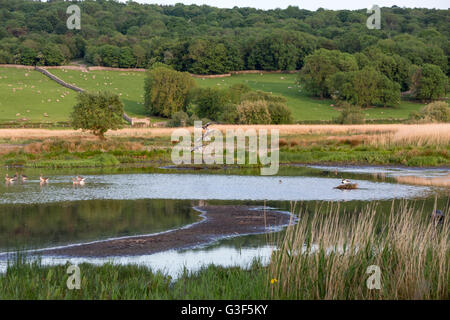 Graylag Oche, Anser anser, sulla laguna in Leighton Moss RSPB riserva, Lancashire, Inghilterra, Regno Unito Foto Stock