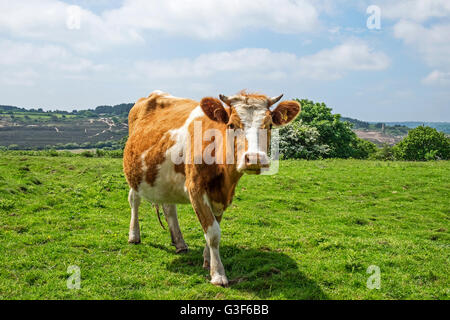 una mucca di Guernsey Foto Stock