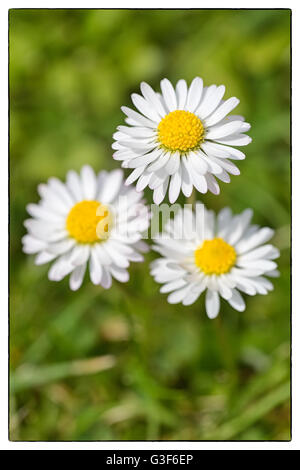 Macro shot di tre Daisy bianca fiori in un campo di margherite. Confine vintage Foto Stock