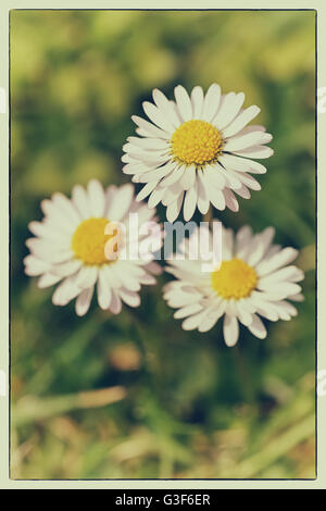 Macro shot di tre Daisy bianca fiori in un campo di margherite. Filtro vintage e di confine Foto Stock