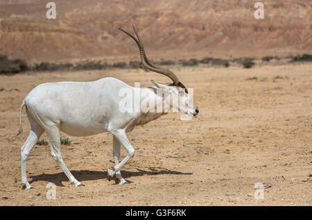 Bella Addax nel deserto di Eilat Foto Stock