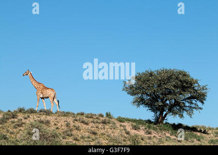 Una giraffa (Giraffa camelopardalis) e un thorn tree, deserto Kalahari, Sud Africa Foto Stock