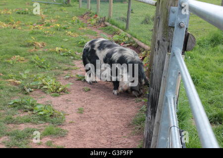 Gloucestershire Old Spots inglese razza di maiale Foto Stock