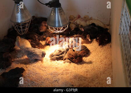 Gli uccelli giovani rosso con lampade di calore Foto Stock