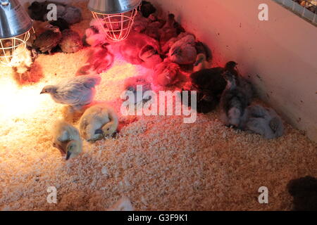 Gli uccelli giovani rosso con lampade di calore Foto Stock