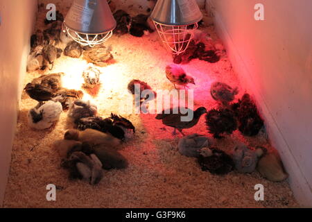 Gli uccelli giovani rosso con lampade di calore Foto Stock