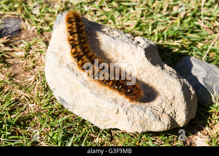 Hairy marrone caterpillar di grandi dimensioni nel Regno Unito crogiolarvi al sole su una pietra. Oag eggar o Lasiocampa quercus membro della famiglia Lasiocampidae Foto Stock