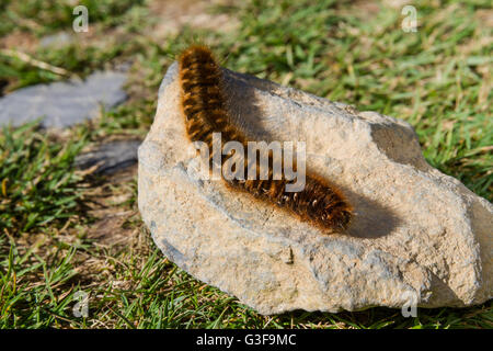 Hairy marrone caterpillar di grandi dimensioni nel Regno Unito crogiolarvi al sole su una pietra. Oag eggar o Lasiocampa quercus membro della famiglia Lasiocampidae Foto Stock