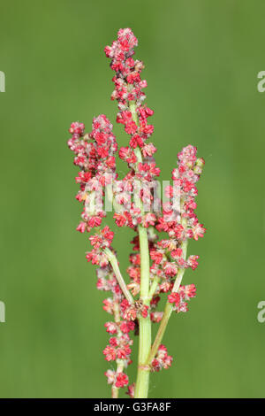 Pecore di acetosa Rumex acetosella Foto Stock