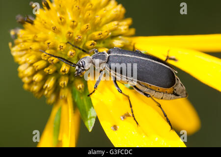 Un emarginati Blister Beetle (Epicauta funebris) posatoi su un fiore giallo. Foto Stock