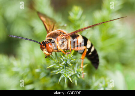 Una cicala orientale Killer Wasp (Sphecius speciosus) posatoi sulla vegetazione. Foto Stock