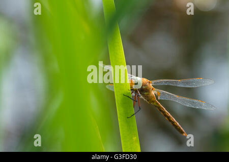 Close up di un verde-eyed hawker libellula Aeshna isoceles, appoggiato in canne. Questo è solo uno dei due venditori ambulanti marrone trovata in Euro Foto Stock