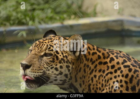 Jaguar (Panthera onca) è il più grande rappresentante della famiglia di gatti in Sud America Foto Stock