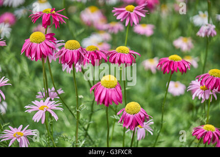 Molti i colori rosso e rosa fiori di piretro Tanacetum coccineum Foto Stock