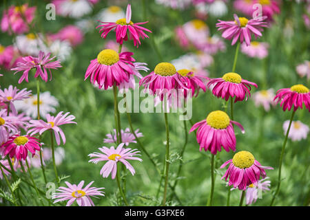 Molti i colori rosso e rosa fiori di piretro Tanacetum coccineum Foto Stock