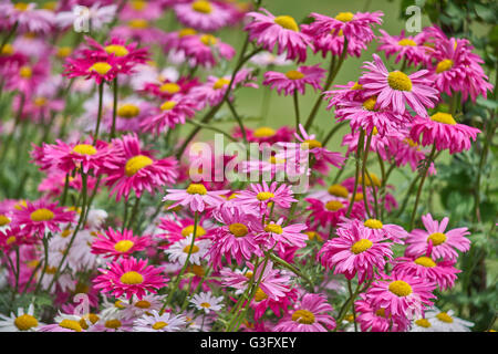 Molti i colori rosso e rosa fiori di piretro Tanacetum coccineum Foto Stock