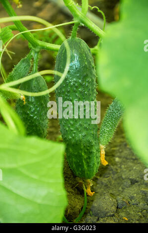 Più spinosa cetrioli crescente sulla boccola Foto Stock