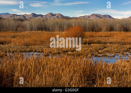 Colori smorzati di pioppi neri americani e coyote willow canneti durante l inverno al Bosque del Apache National Wildlife Refuge in San Antonio, Nuovo Messico. Il rifugio restaurata originale Rio Grande bottomlands habitat con specie native. Foto Stock