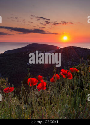Papaveri rossi fiori al tramonto. Isola di Hvar, Croazia. Mare Adriatico. L'Europa. Foto Stock