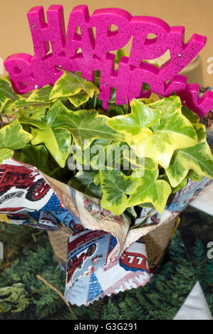 Vistosi happy birthday bouquet scritto con grande in plastica viola le lettere. Redwood Falls Minnesota MN USA Foto Stock