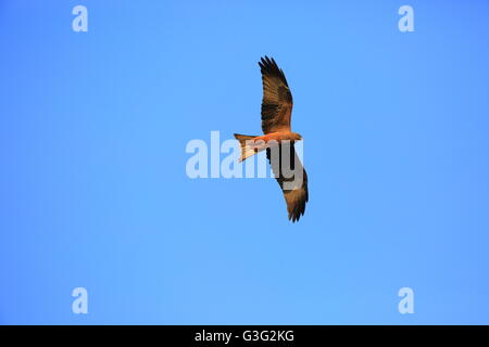 Giallo-fatturati kite (Milvus aegyptius) in Nyungwe National Park,Ruanda Foto Stock