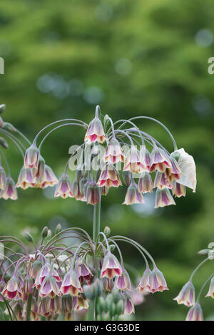 Nectaroscordum siculum. Allium siculum fiori. Il miele siciliano aglio Foto Stock