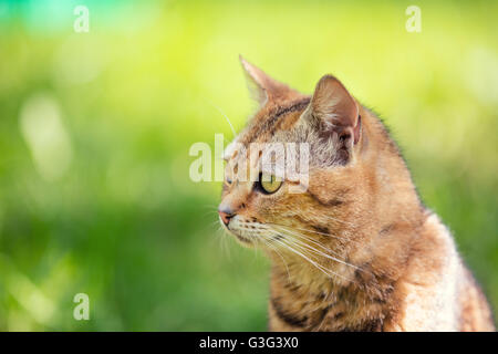 Ritratto di cat passeggiate all'aperto Foto Stock