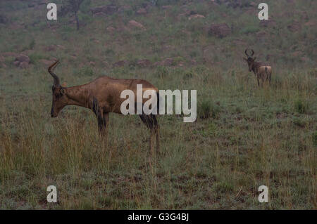 Red Hartebeest pascolando nella Welgevonden Game Reserve in Sud Africa Foto Stock