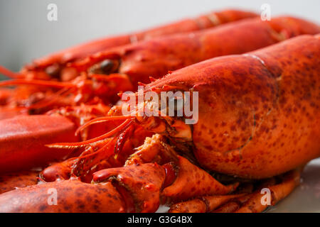 Cuocere le aragoste rossa servita su piastra bianca pronto per mangiare Foto Stock