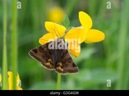 Burnett falena companion (Euclidia glyphica) in Inghilterra, Regno Unito Foto Stock