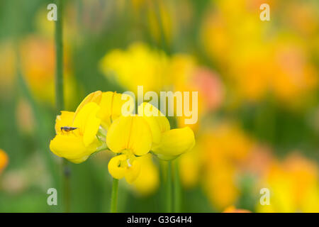 Bird's-piede-lupolina (Lotus corniculatus) - giallo - fiori di campo in un prato in Hampshire, Inghilterra Foto Stock