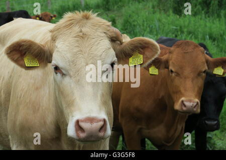 Torelli in piedi sul sentiero pubblico attraverso Hungerford Marsh Riserva Naturale. Foto Stock