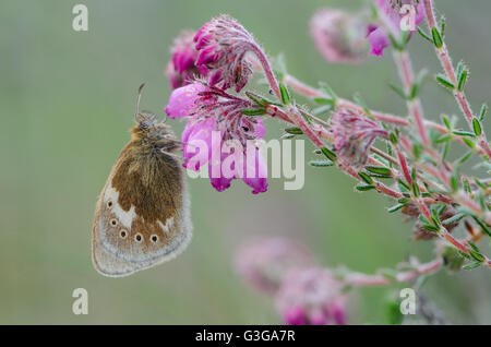 Grande Heath butterfly poggiante su Cross-lasciava Heath Foto Stock