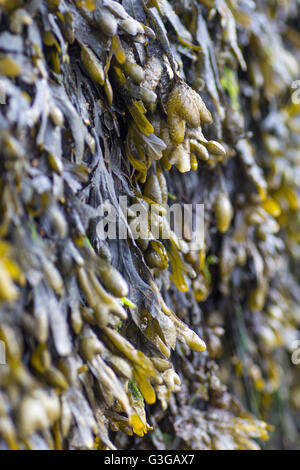 Close up di alghe sulla spiaggia Foto Stock