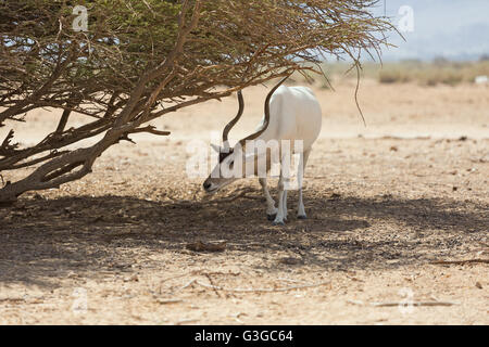 Bella Addax nel deserto di Eilat Foto Stock