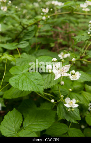 Tarda primavera inizio estate nuovo bianco fiori di radica o rovo sotto la tettoia sul bosco foresta di rivestimento del pavimento e grovigli di piante Foto Stock