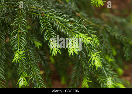 Common Yew Tree che mostra la crescita di nuove foglie in contrasto con il vecchio negli ultimi anni la crescita sulla punta di un ramo versi luminoso verde scuro Foto Stock