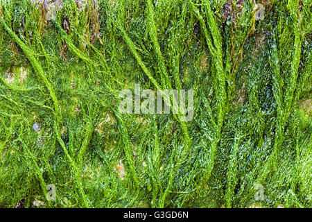 Alga verde rocce coperte Foto Stock