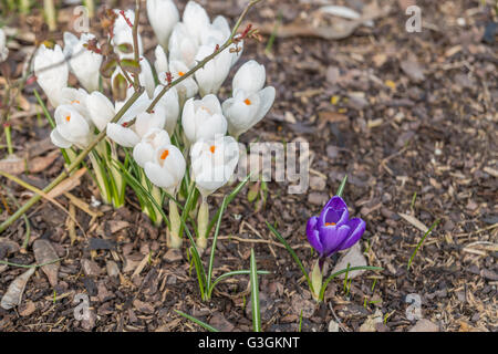 Un unico viola crocus accanto di molti di crochi bianco sulla corteccia di telone Foto Stock