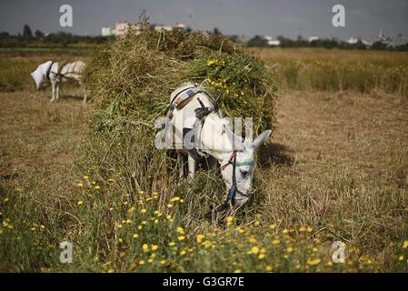 La striscia di Gaza, la Palestina. 24 apr, 2016. Agricoltori palestinesi il raccolto del frumento su una fattoria vicino a sud di Gaza city di Khan Younis. Centinaia di lavoratori palestinesi dipendono dalla raccolta del grano come una fonte di reddito a fronte della crescente disoccupazione. © Abed Zagout/Pacific Press/Alamy Live News Foto Stock