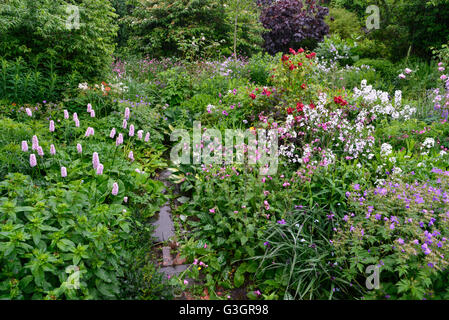 English Country Garden a inizio estate con un abbondanza di piante e fiori. Preso in una piovosa giornata di giugno. Foto Stock