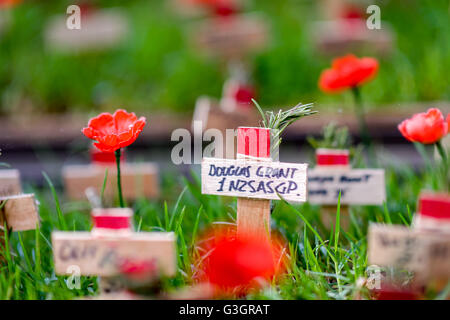 Sydney, Australia. Xxv Aprile, 2016. Campo di Anzac di ricordo condotta dalla guerra di Vedova Guild of Australia in Hyde Park Sydney. Il campo è aperto al pubblico per piantare piccole croci di legno, ciascuno con il suo rametto di rosmarino con il nome di essere commemorato scritto sulla croce. © Hugh Peterswald/Pacific Press/Alamy Live News Foto Stock