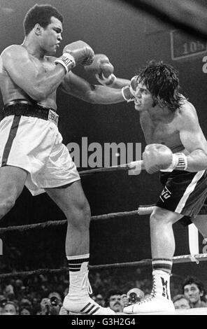 16 maggio 1977 - Landover, Maryland, Stati Uniti d'America - Campione Muhammed Ali, sinistra, terre a sinistra verso il lato della testa di Challenger Alfredo Evangelista, destra, nel quattordicesimo round di loro quindici round heavyweight titolo di lotta al Capitol Centre in Landover, Maryland il 16 maggio 1977. Ali ha vinto la lotta da una decisione unanime. La lotta è stata trasmessa in diretta su ABC. Ali di borsa era di $2.7 milioni e Evangelista ricevuto da $ 85.000..Credit: Arnie Sachs / CNP (credito Immagine: © Arnie Sachs/CNP via ZUMA filo) Foto Stock