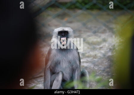 Lalitpur, Nepal. Il 25 giugno, 2016. Popolo nepalese (invisibile) guardare attraverso un contenitore come una comune Langur visualizza le sue zanne all'interno della Central Zoo in Lalitpur, Nepal, Sabato 25 Giugno 16. Questo Langur si trova in Nepal, Bhutan, India, Cina, Indonesia, Laos, Malesia Peninsula, Myanmar, Thailandia e Vietnam. Essi pesano circa 11-18 kg e hanno durata fino a 20 anni. © Skanda Gautam/ZUMA filo/Alamy Live News Foto Stock