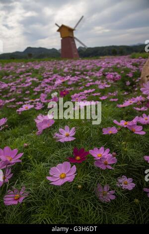 Pingdingshan. Il 25 giugno, 2016. Foto scattata a giugno 25, 2016 mostra fiori a Montagna Rao nella contea di Lushan, centrale cinese della Provincia di Henan. Un festival dei fiori è tenuto a Montagna Rao nella contea di Lushan sabato. Credito: Liu Yuhe/Xinhua/Alamy Live News Foto Stock