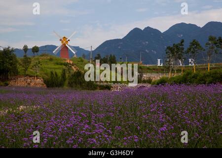 Pingdingshan. Il 25 giugno, 2016. Foto scattata a giugno 25, 2016 mostra fiori a Montagna Rao nella contea di Lushan, centrale cinese della Provincia di Henan. Un festival dei fiori è tenuto a Montagna Rao nella contea di Lushan sabato. Credito: Liu Yuhe/Xinhua/Alamy Live News Foto Stock