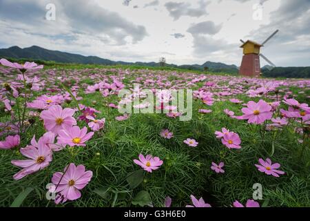 Pingdingshan. Il 25 giugno, 2016. Foto scattata a giugno 25, 2016 mostra fiori a Montagna Rao nella contea di Lushan, centrale cinese della Provincia di Henan. Un festival dei fiori è tenuto a Montagna Rao nella contea di Lushan sabato. Credito: Liu Yuhe/Xinhua/Alamy Live News Foto Stock