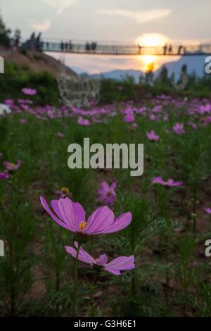 Pingdingshan. Il 25 giugno, 2016. Foto scattata a giugno 25, 2016 mostra fiori a Montagna Rao nella contea di Lushan, centrale cinese della Provincia di Henan. Un festival dei fiori è tenuto a Montagna Rao nella contea di Lushan sabato. Credito: Liu Yuhe/Xinhua/Alamy Live News Foto Stock